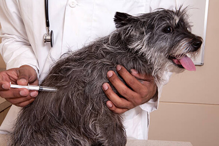  vet for dog vaccination in Califon