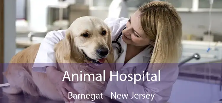 Animal Hospital Barnegat - New Jersey