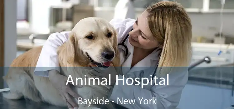 Animal Hospital Bayside - New York