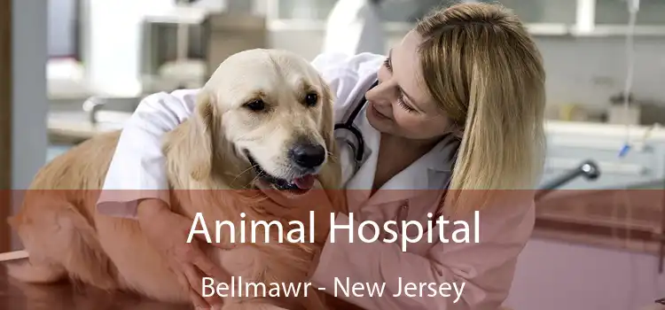 Animal Hospital Bellmawr - New Jersey