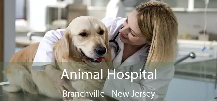 Animal Hospital Branchville - New Jersey