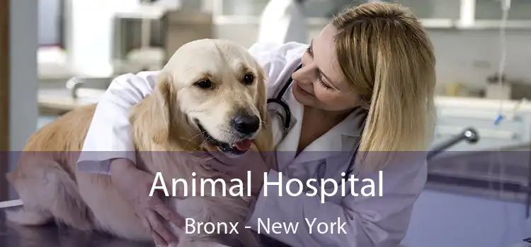 Animal Hospital Bronx - New York