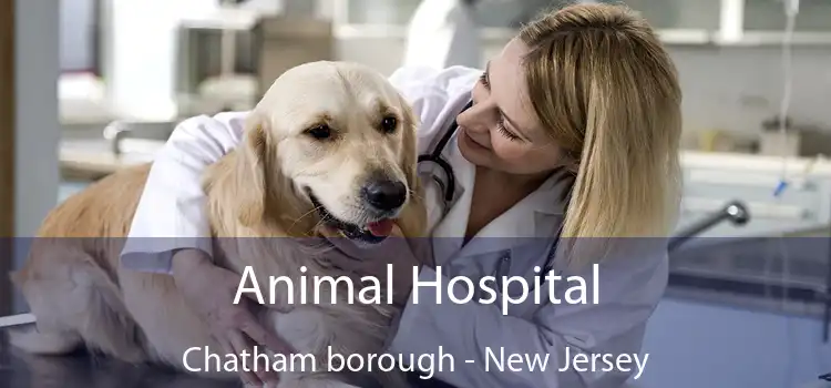 Animal Hospital Chatham borough - New Jersey