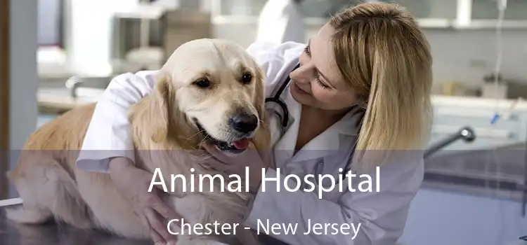 Animal Hospital Chester - New Jersey