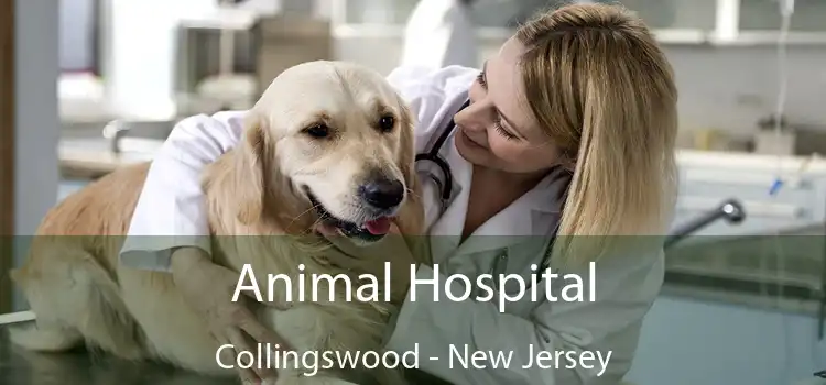 Animal Hospital Collingswood - New Jersey