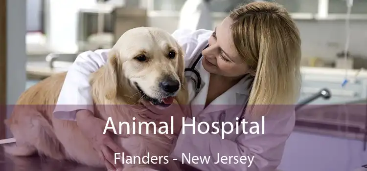 Animal Hospital Flanders - New Jersey