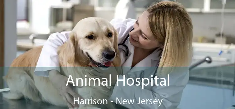 Animal Hospital Harrison - New Jersey