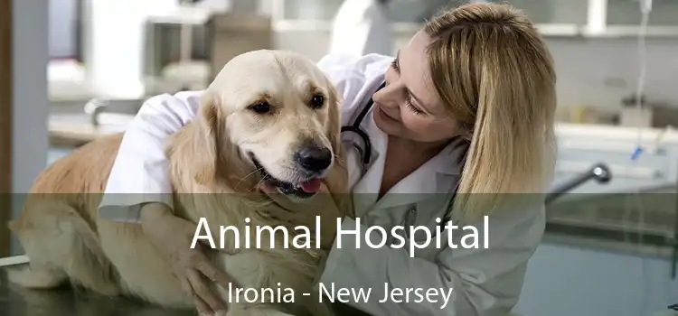 Animal Hospital Ironia - New Jersey