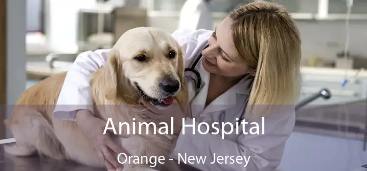 Animal Hospital Orange - New Jersey