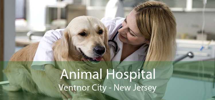 Animal Hospital Ventnor City - New Jersey