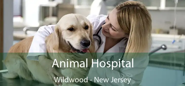 Animal Hospital Wildwood - New Jersey