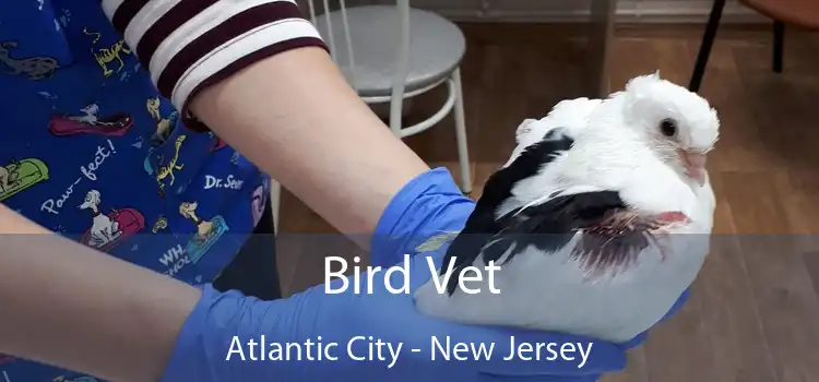 Bird Vet Atlantic City - New Jersey