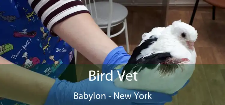 Bird Vet Babylon - New York