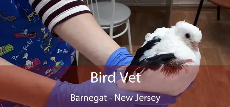 Bird Vet Barnegat - New Jersey