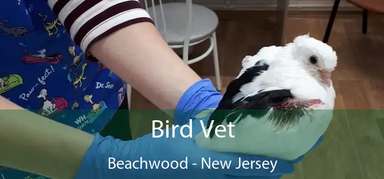 Bird Vet Beachwood - New Jersey