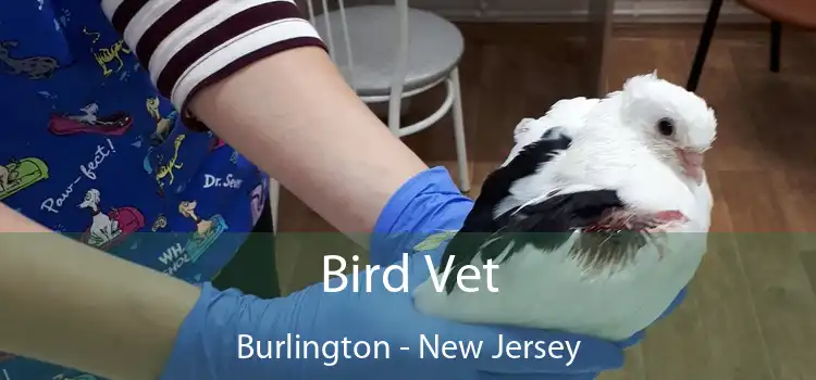 Bird Vet Burlington - New Jersey