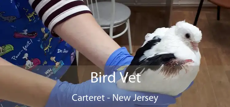 Bird Vet Carteret - New Jersey