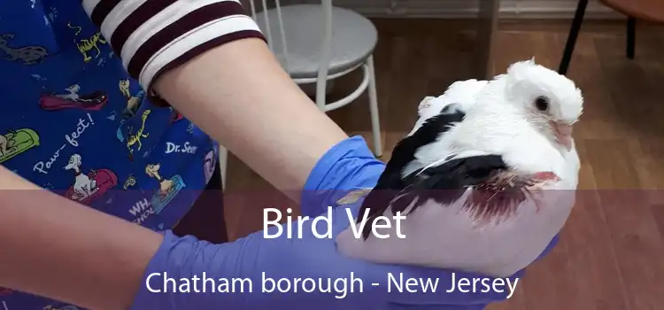 Bird Vet Chatham borough - New Jersey