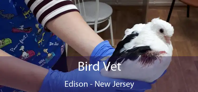 Bird Vet Edison - New Jersey