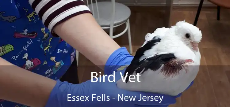 Bird Vet Essex Fells - New Jersey