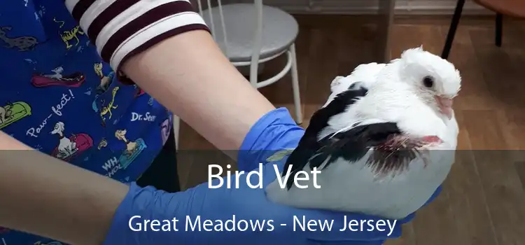 Bird Vet Great Meadows - New Jersey