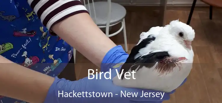 Bird Vet Hackettstown - New Jersey