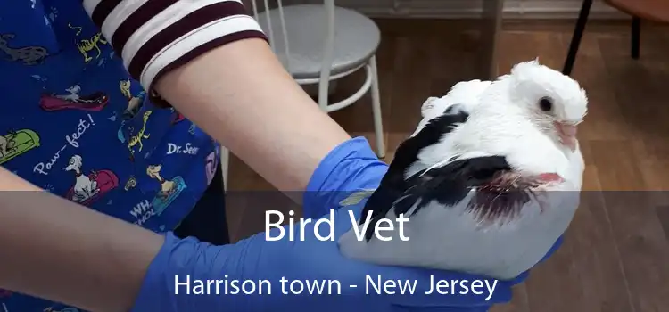 Bird Vet Harrison town - New Jersey