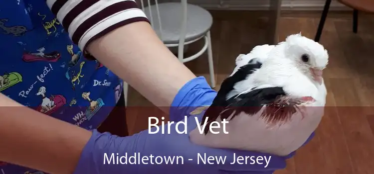 Bird Vet Middletown - New Jersey