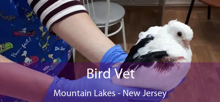 Bird Vet Mountain Lakes - New Jersey