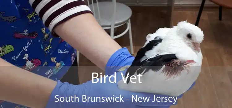 Bird Vet South Brunswick - New Jersey