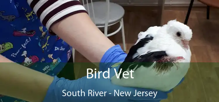 Bird Vet South River - New Jersey