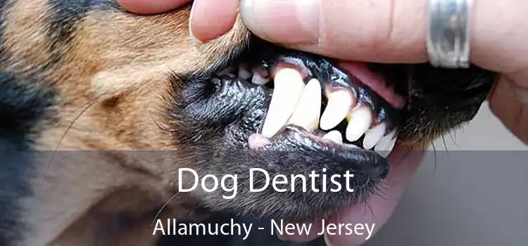 Dog Dentist Allamuchy - New Jersey