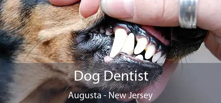 Dog Dentist Augusta - New Jersey