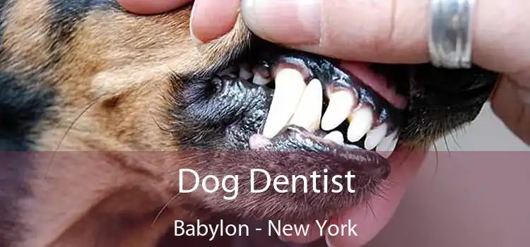 Dog Dentist Babylon - New York