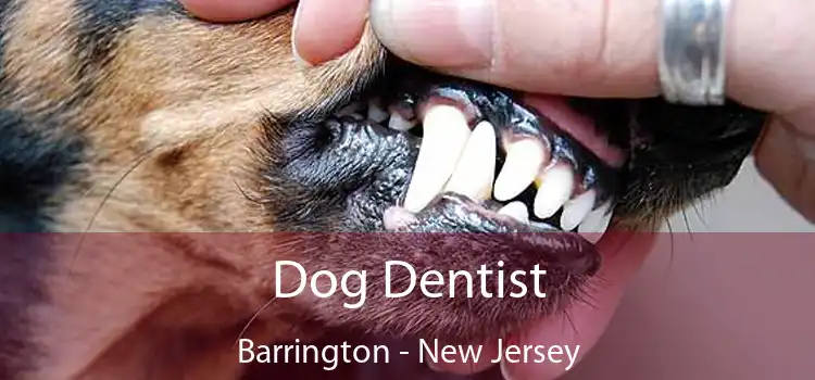 Dog Dentist Barrington - New Jersey