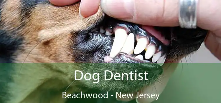 Dog Dentist Beachwood - New Jersey