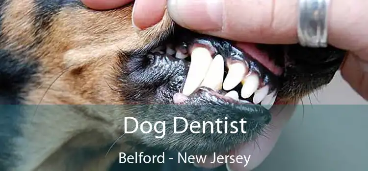 Dog Dentist Belford - New Jersey