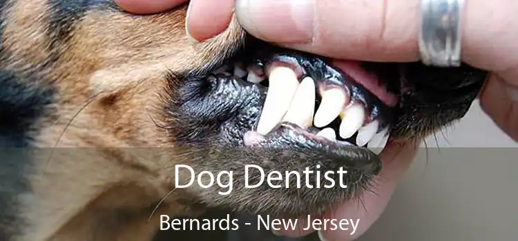 Dog Dentist Bernards - New Jersey