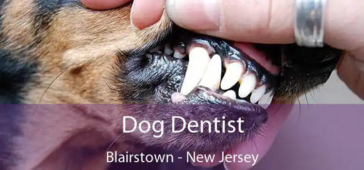 Dog Dentist Blairstown - New Jersey