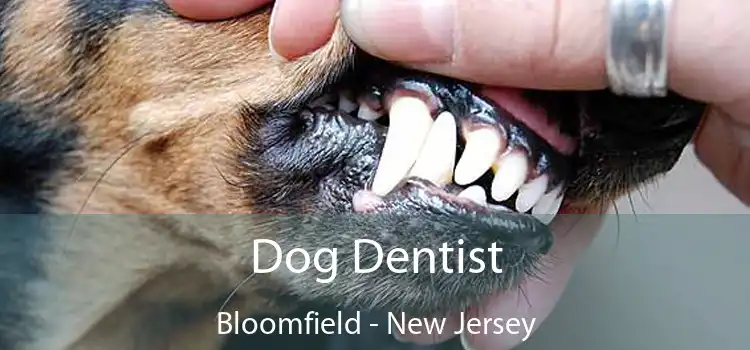 Dog Dentist Bloomfield - New Jersey