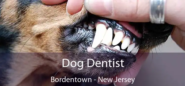 Dog Dentist Bordentown - New Jersey