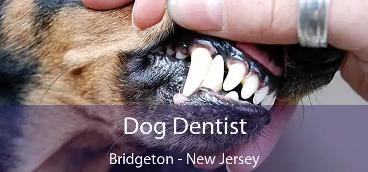 Dog Dentist Bridgeton - New Jersey