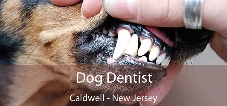 Dog Dentist Caldwell - New Jersey