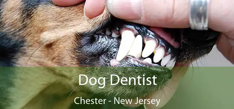 Dog Dentist Chester - New Jersey