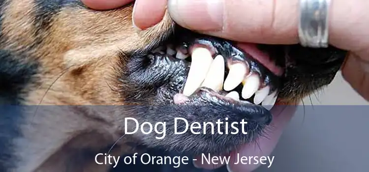 Dog Dentist City of Orange - New Jersey