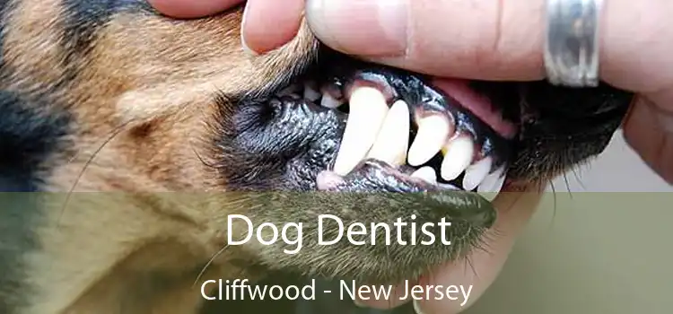 Dog Dentist Cliffwood - New Jersey