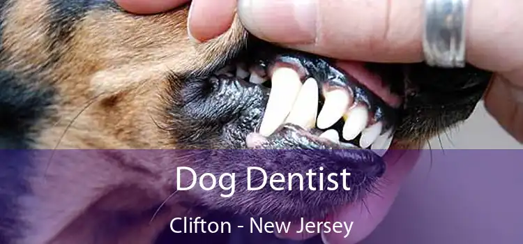 Dog Dentist Clifton - New Jersey