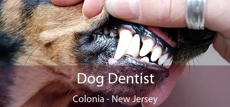 Dog Dentist Colonia - New Jersey