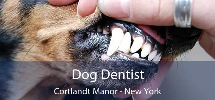 Dog Dentist Cortlandt Manor - New York