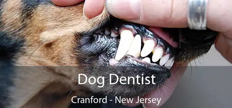 Dog Dentist Cranford - New Jersey